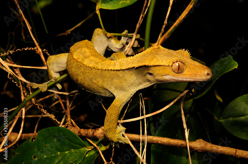 Crested gecko / Kronengecko (Correlophus ciliatus / Rhacodactylus ciliatus) - Île des Pins, New Caledonia / Neukaledonien photo