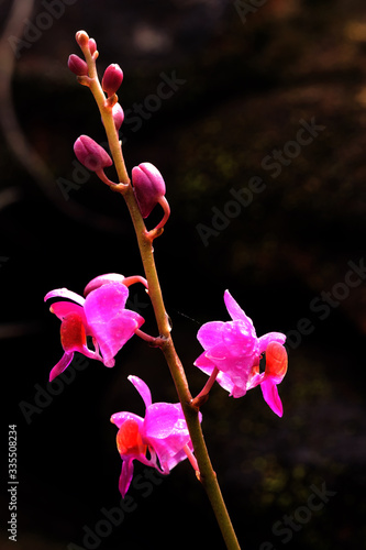 Orchid  pink flower mountain  Phu Lanka in Nakhon Phanom Thailand 