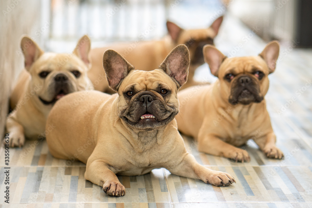 Group French bulldog lying at tile floor indoor.
