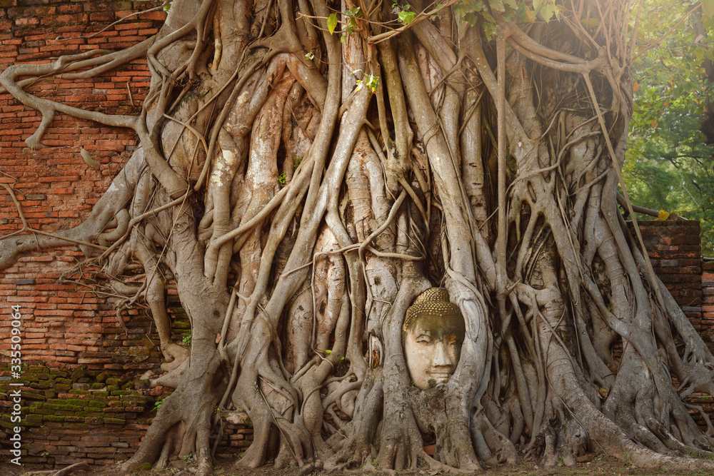 Amazing sand stone buddha head in tree root in Mahathat temple, Ayutthaya Thailand, UNESCO world heritage. Amazing sand stone buddha head in tree root in Mahathat temple, Ayutthaya Thailand, UNESCO world heritage.