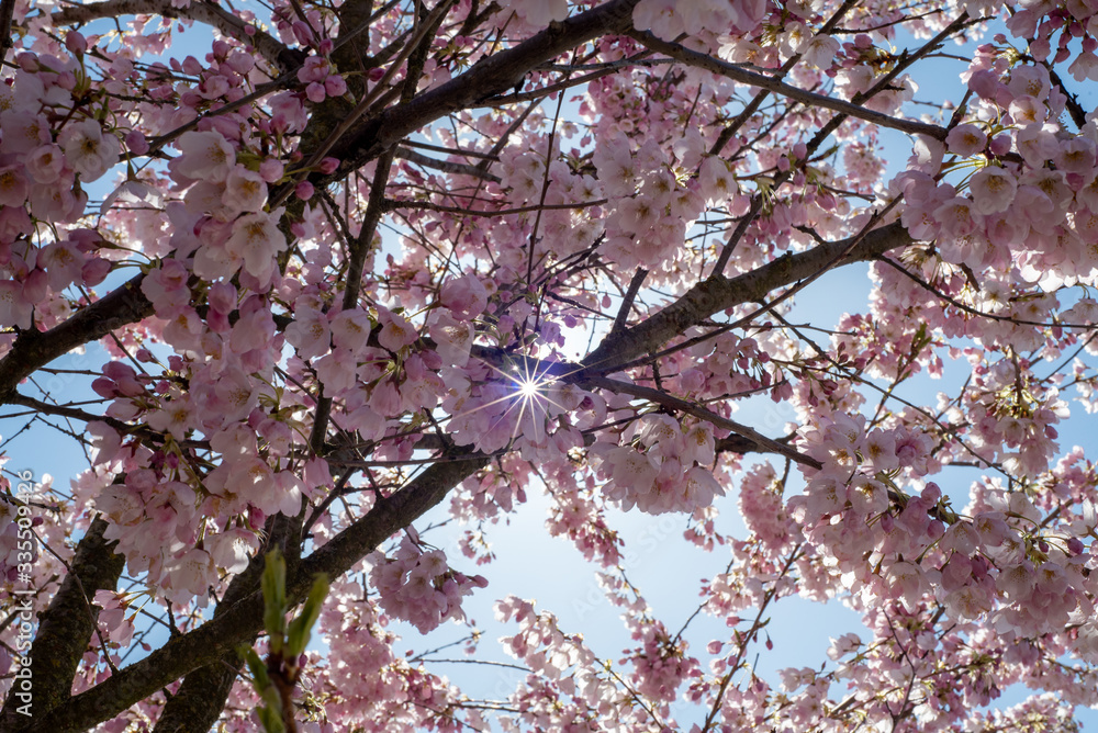 A picture of a beam of sunshine shining through some cherry blossoms. Vancouver BC Canada
A picture of a beam of sunshine shining through some cherry blossoms. Vancouver BC Canada
