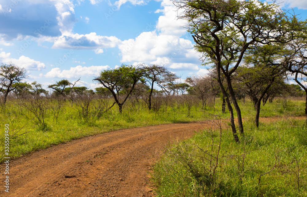 Sandy trail with trees and sky with white clouds in Background, Kruger Park, South Africa Sandy trail with trees and sky with white clouds in Background, Kruger Park, South Africa