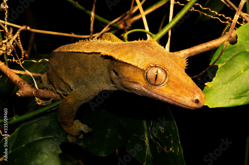 Crested gecko / Kronengecko (Correlophus ciliatus / Rhacodactylus ciliatus) - Île des Pins, New Caledonia / Neukaledonien  photo