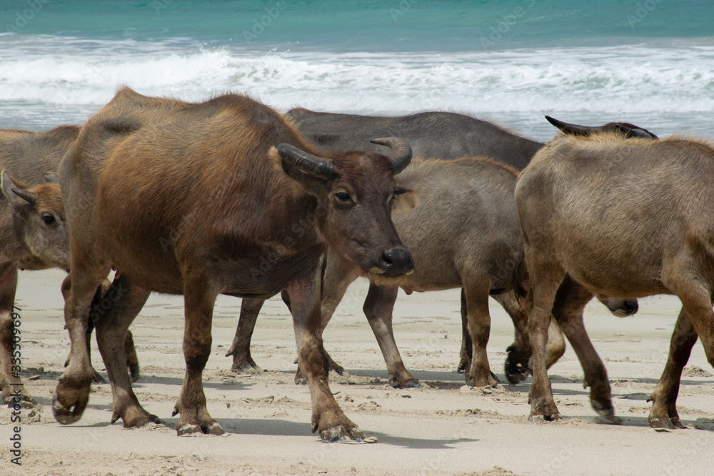 Buffalos on Lombok beach