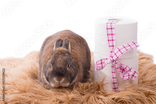 Easter rabbit brings toilet paper, holidays 2020, COVID-19