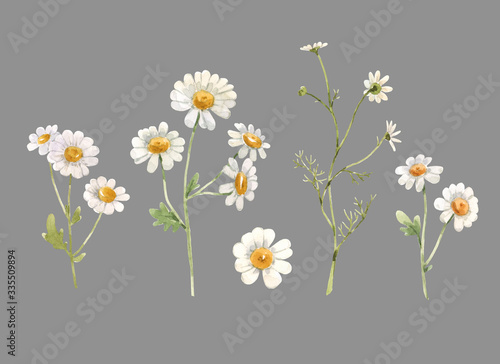 Beautiful watercolor floral set with white chamomile flowers. Stock illustration.