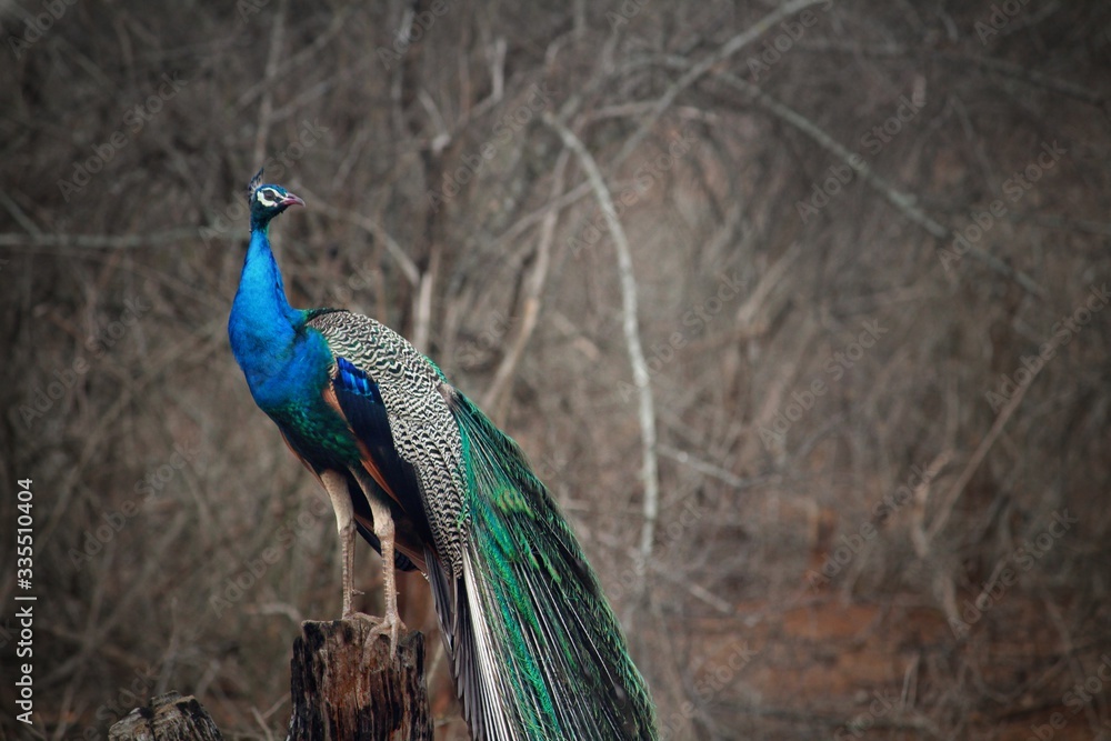 Fototapeta premium Peacock in all its glory