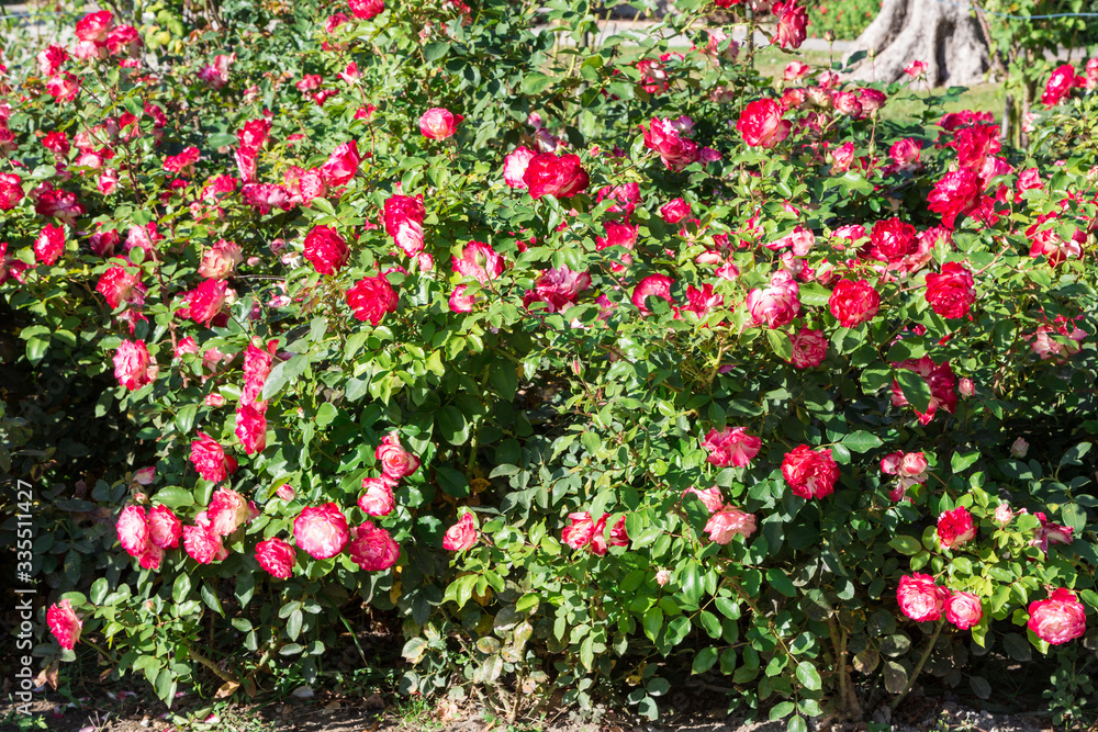 Flowering bushes of a red and white rose in a city park, as an element of the landscape. Can be used as a natural background.