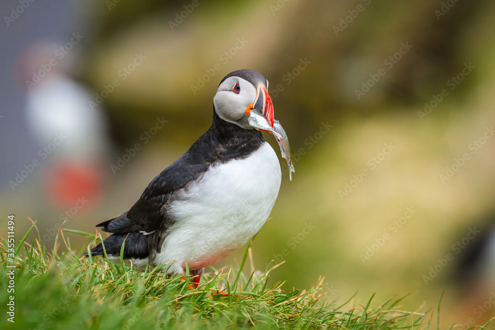 Papageitaucher (Fratercula arctica) auf Island Papageitaucher (Fratercula arctica) auf Island