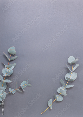 Eucalyptus and cotton bolls on a pastel gray background