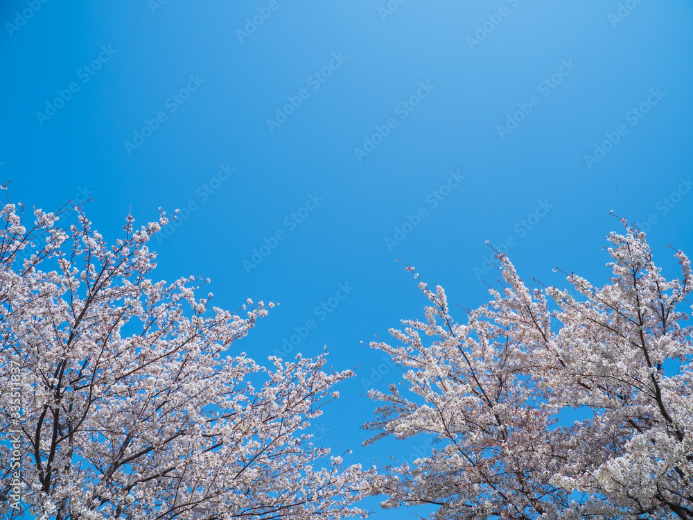 青空と堤防の桜