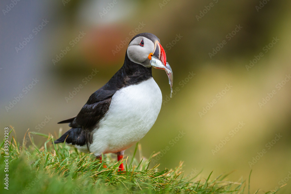 Papageitaucher (Fratercula arctica) in Island Papageitaucher (Fratercula arctica) in Island
