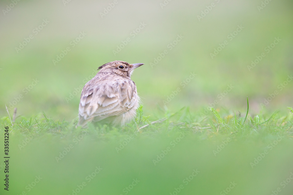 Lateral view of a Crested Lark resting in a city centre of The Netherlands. selected focus in a urban area with a green background Lateral view of a Crested Lark resting in a city centre of The Netherlands. selected focus in a urban area with a green background