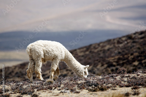 фотографія Alpaca (Vicugna pacos) Grazing in the Highlands of Peru.