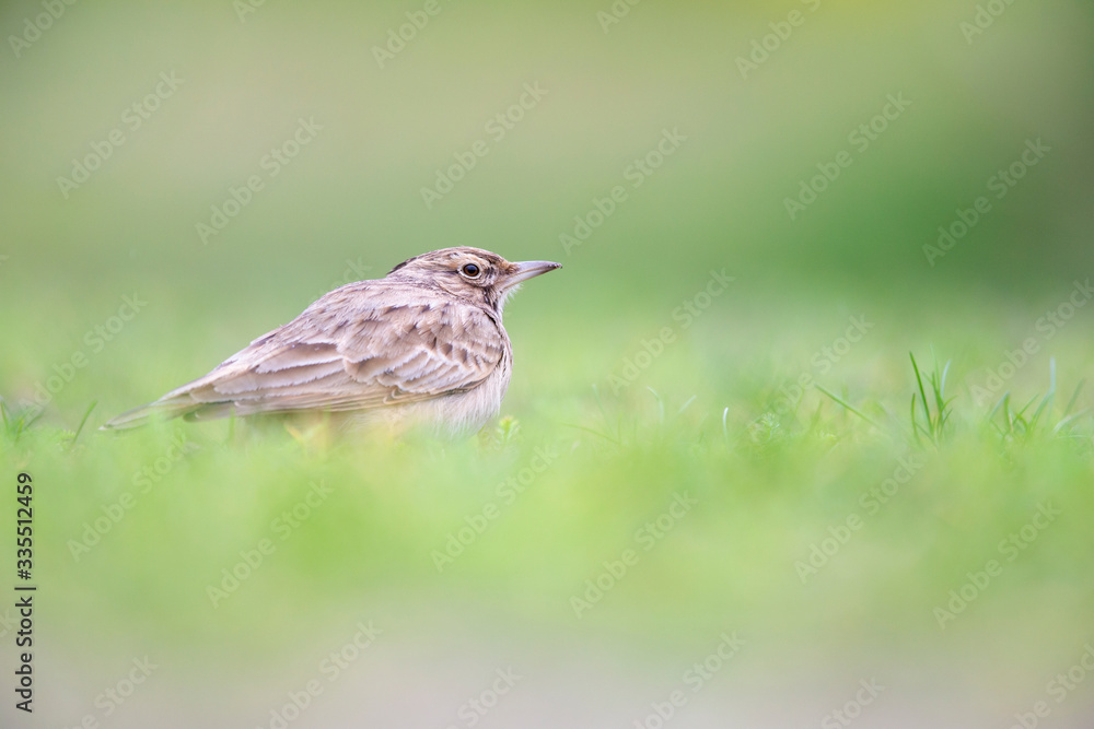 Lateral view of a Crested Lark resting in a city centre of The Netherlands. selected focus in a urban area with a green background