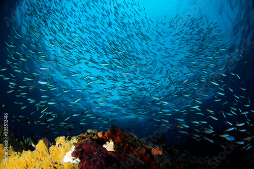 Schooling Fish against Surface, over a Coral Reef in Misool, Raja Ampat. West Papua, Indonesia