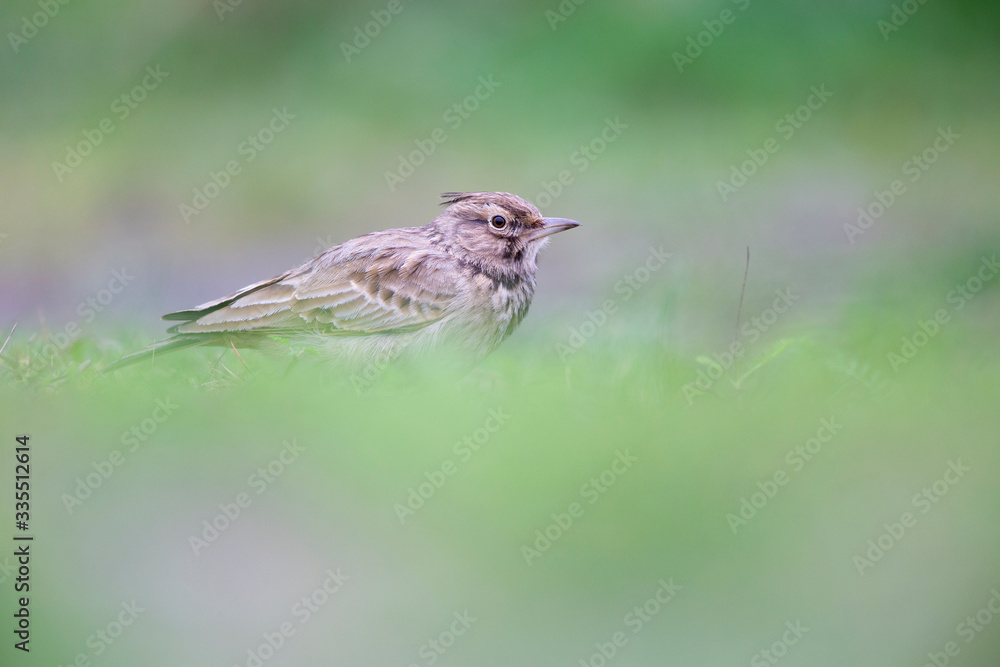 Fototapeta premium Lateral view of a Crested Lark resting in a city centre of The Netherlands. selected focus in a urban area with a green background
