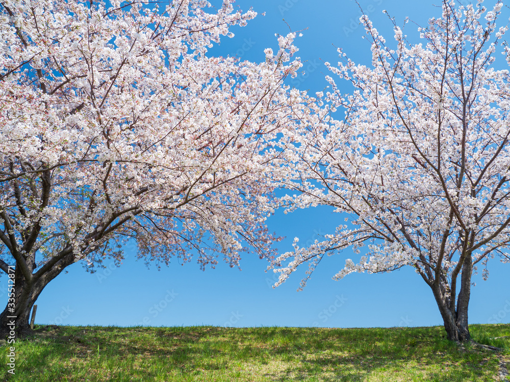 青空と堤防の桜