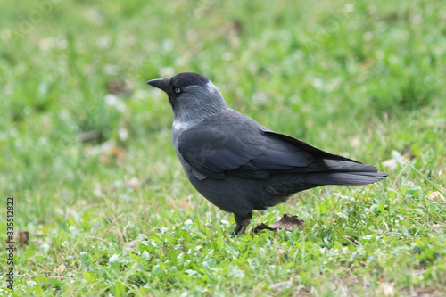 crow on the grass © kovalvl