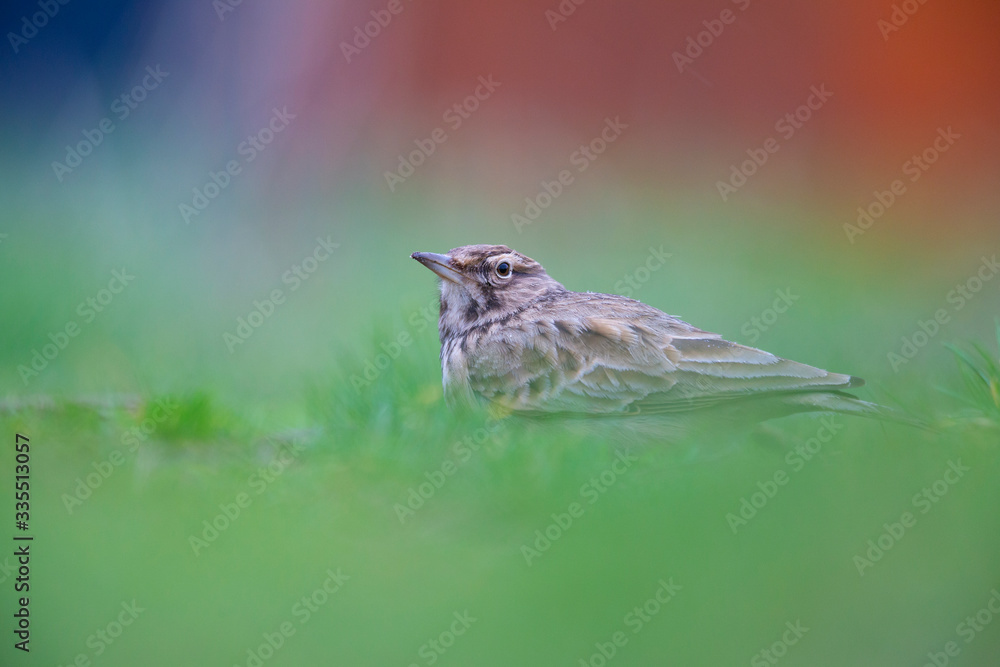 Lateral view of a Crested Lark resting in a city centre of The Netherlands. In a urban area with a colourful background Lateral view of a Crested Lark resting in a city centre of The Netherlands. In a urban area with a colourful background