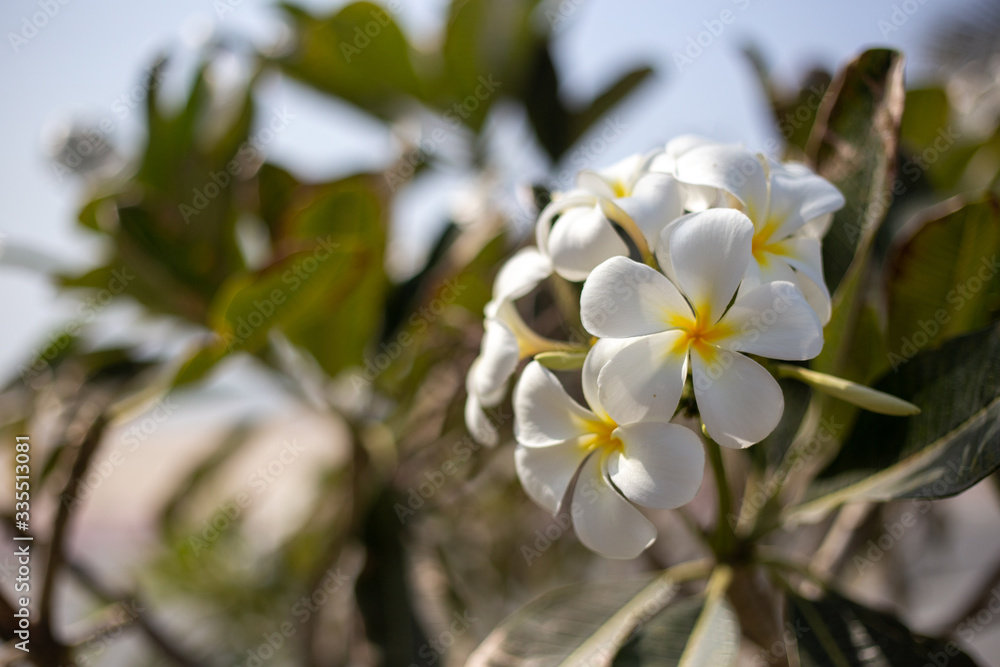 Frangipani
Frangipani
