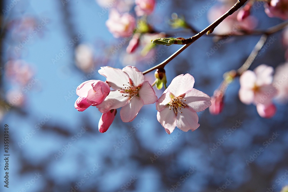Fototapeta premium 한국 인천시 남동구 인천대공원 입니다