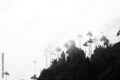 Colombia. Kokor Valley. The tallest palm trees in the world. Black and white photography photo