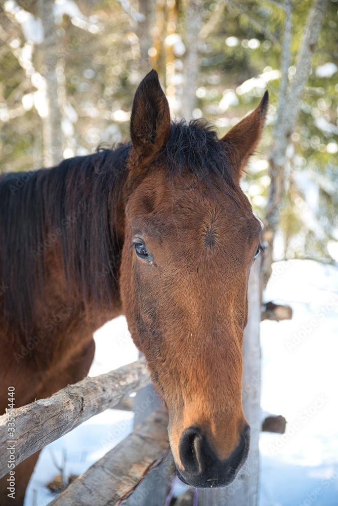 portrait eines pferdes auf der koppel im winter, portrait of a horse on a paddock in winter portrait eines pferdes auf der koppel im winter, portrait of a horse on a paddock in winter