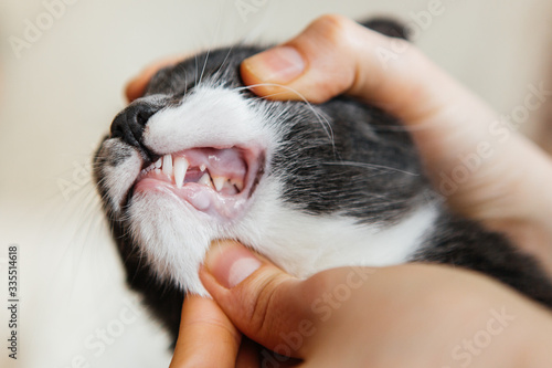 human hand holding young cat's head examine teeth in front of gray studio background with copy space