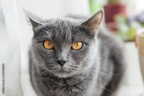 Fototapeta Naklejka Na Ścianę i Meble -  Gray cat sits on a windowsill