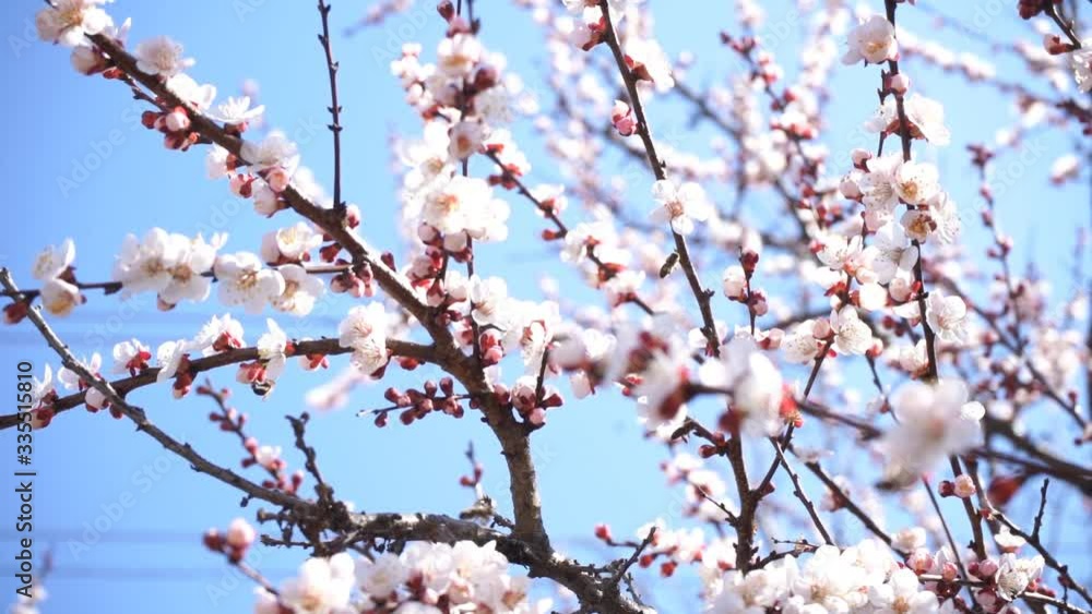 Apricot flowers blossoms on a branches with blue sky background on spring sunny day, honey bees collect nectar from apricot flowers Apricot flowers blossoms on a branches with blue sky background on spring sunny day, honey bees collect nectar from apricot flowers