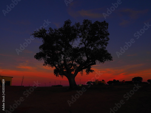 Encina en un atarder anaranjado en Castilla.