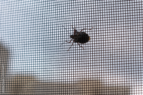 Shield bug on mosquito net