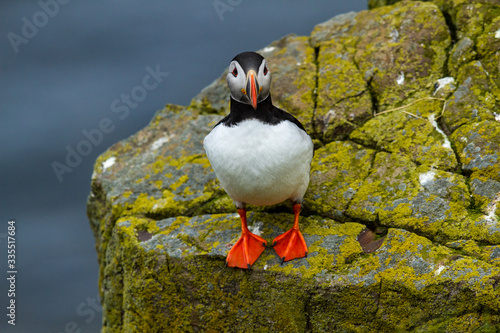 Papageitaucher (Fratercula arctica) in Island