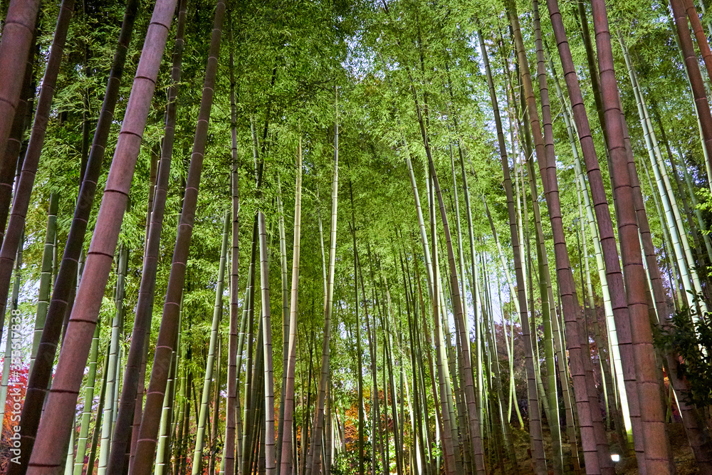 Green bamboo forest in the evening Green bamboo forest in the evening