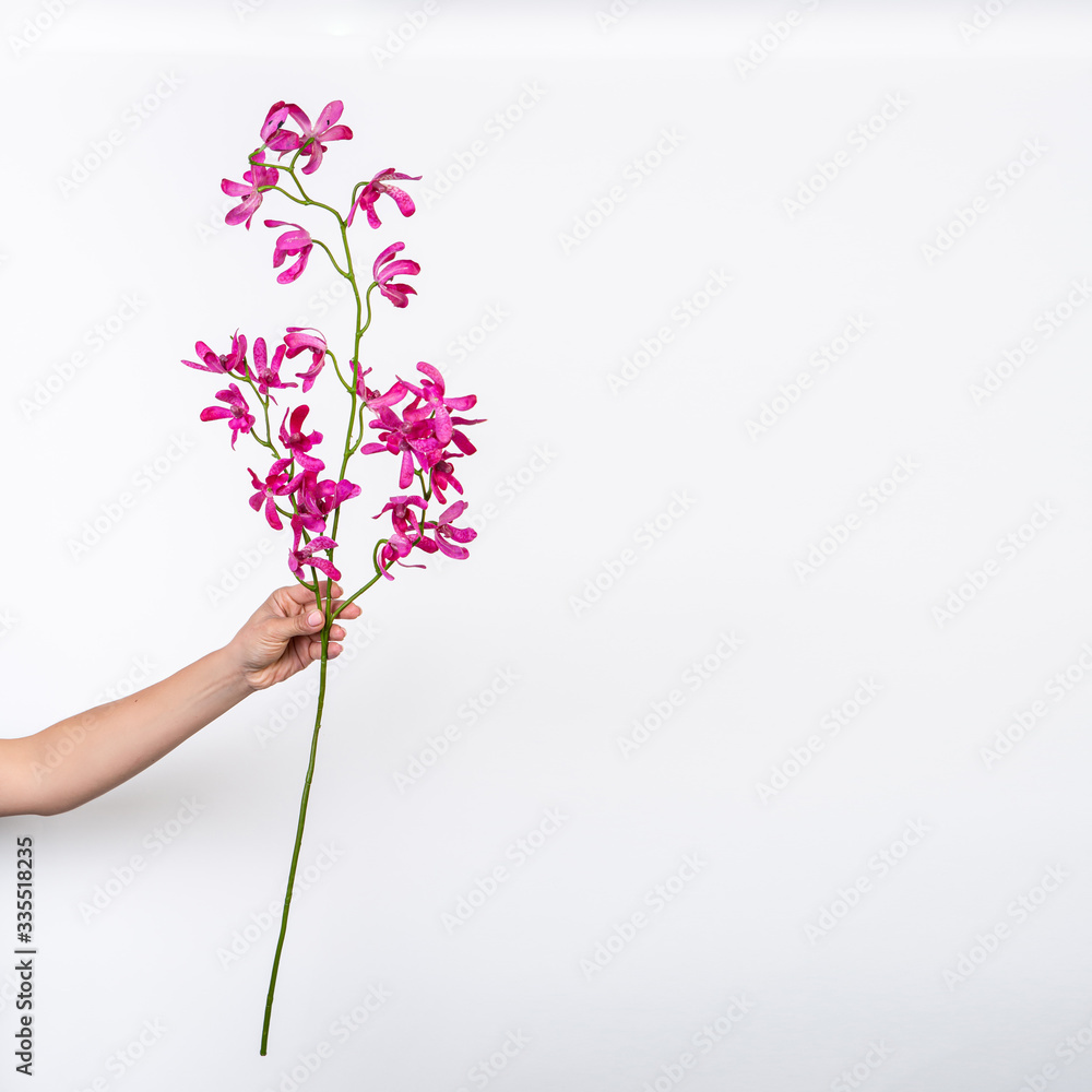 burgundy orchid flower in hand on a white background