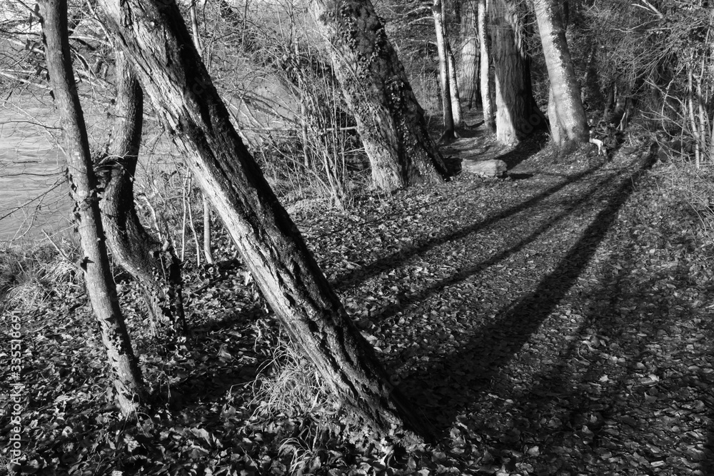 Fototapeta premium Arbres