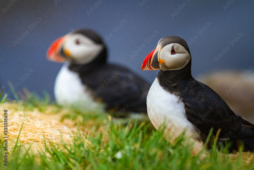 Papageitaucher (Fratercula arctica) in Island Papageitaucher (Fratercula arctica) in Island