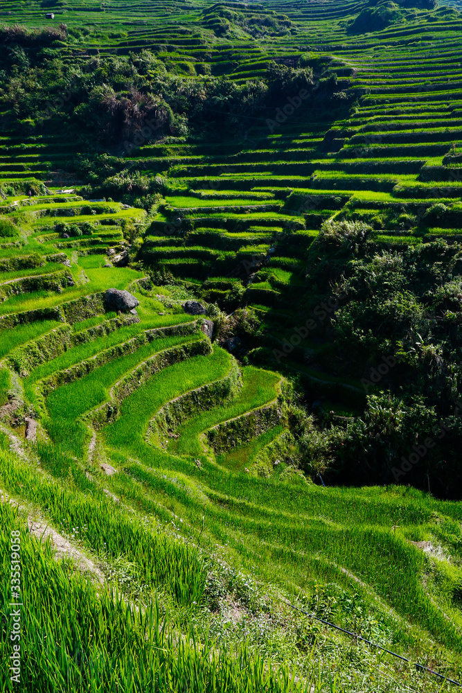 rice field terraces in the area of banaue,in Philippines 