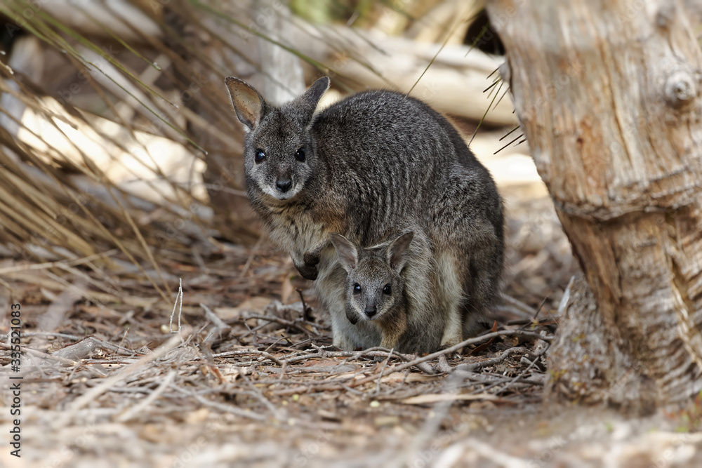 Fototapeta premium Wallaby mit Jungtier im Beutel im Unterholz