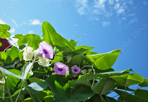 Elephant creeper ,Hawaiian baby woodrose ,woolly morning glory (Argyreia nervosa ,Convolvulus nervosus) is perennial climbing vine has  large tubular flower photo