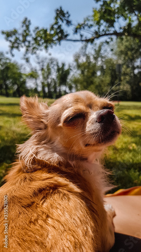 Portrait Hund Chihuahua genie  t die Sonne im Garten