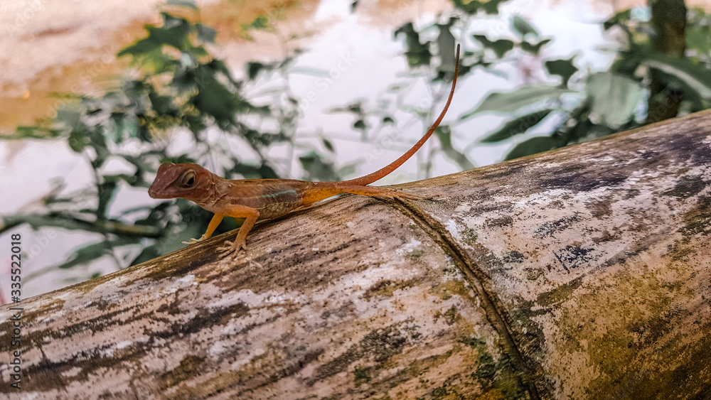 Obraz premium Ein Gecko in Nahaufnahme auf einem Baumstamm