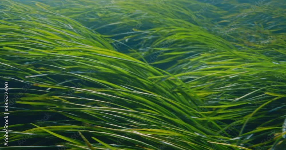 Green grass and sea, Mediterranean sea, France. Green grass and sea, Mediterranean sea, France.