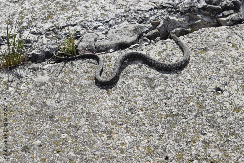 A small gray snake crawls on a concrete slab. A small gray snake crawls on a concrete slab.