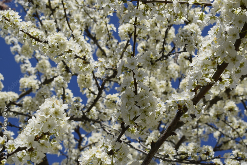 Ornate flowering branches of fruit tree. Ornate flowering branches of fruit tree.