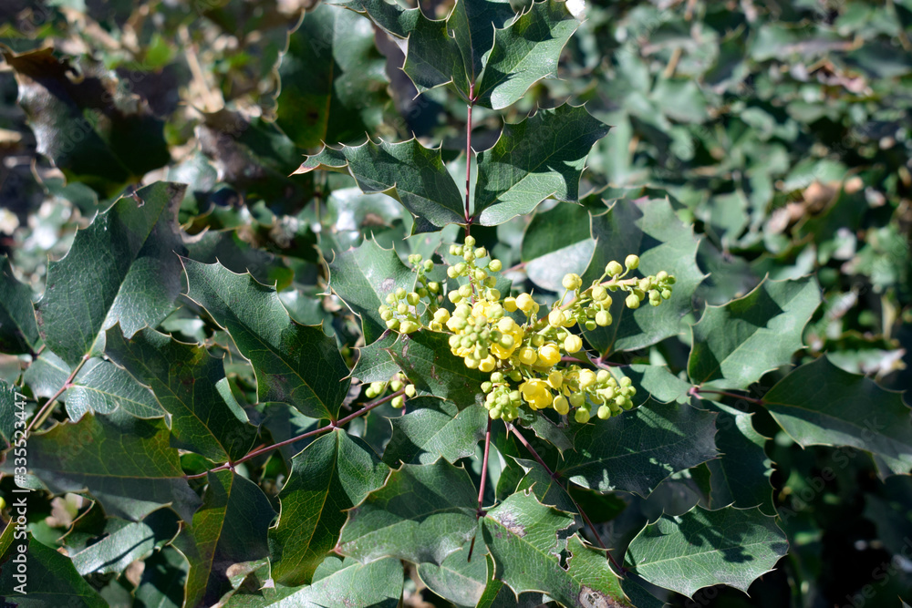 Magonia - a bush with spiny leaves, blooms with a small yellow flower. Magonia - a bush with spiny leaves, blooms with a small yellow flower.