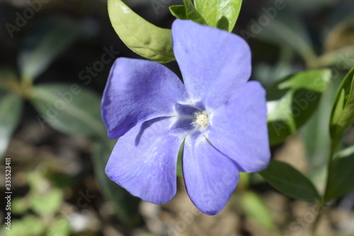 Periwinkle small is an evergreen creeping plant.