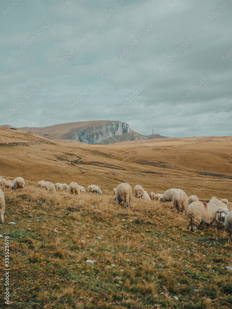 sheeps mountains