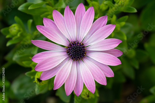 African daisies  Osteospermum  white and pink blossom top view